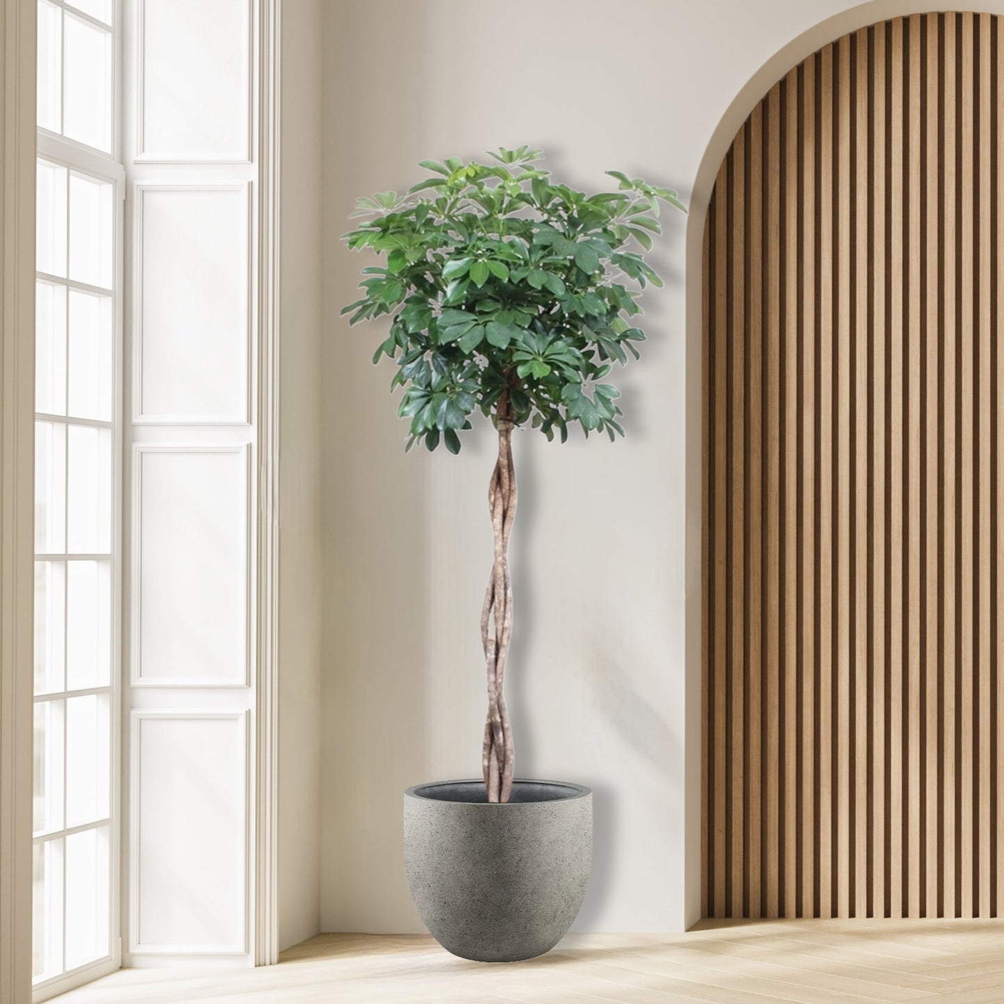 Schefflera Arboricola Compacta gevlochten stam - 190 cm - ø40