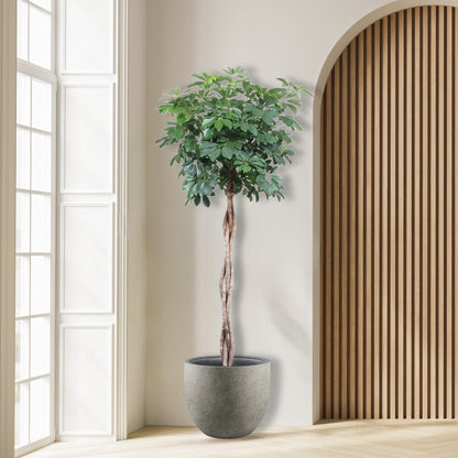 Schefflera Arboricola Compacta gevlochten stam - 190 cm - ø40