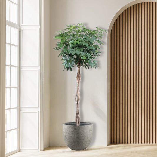 Schefflera Arboricola Compacta gevlochten stam - 190 cm - ø40