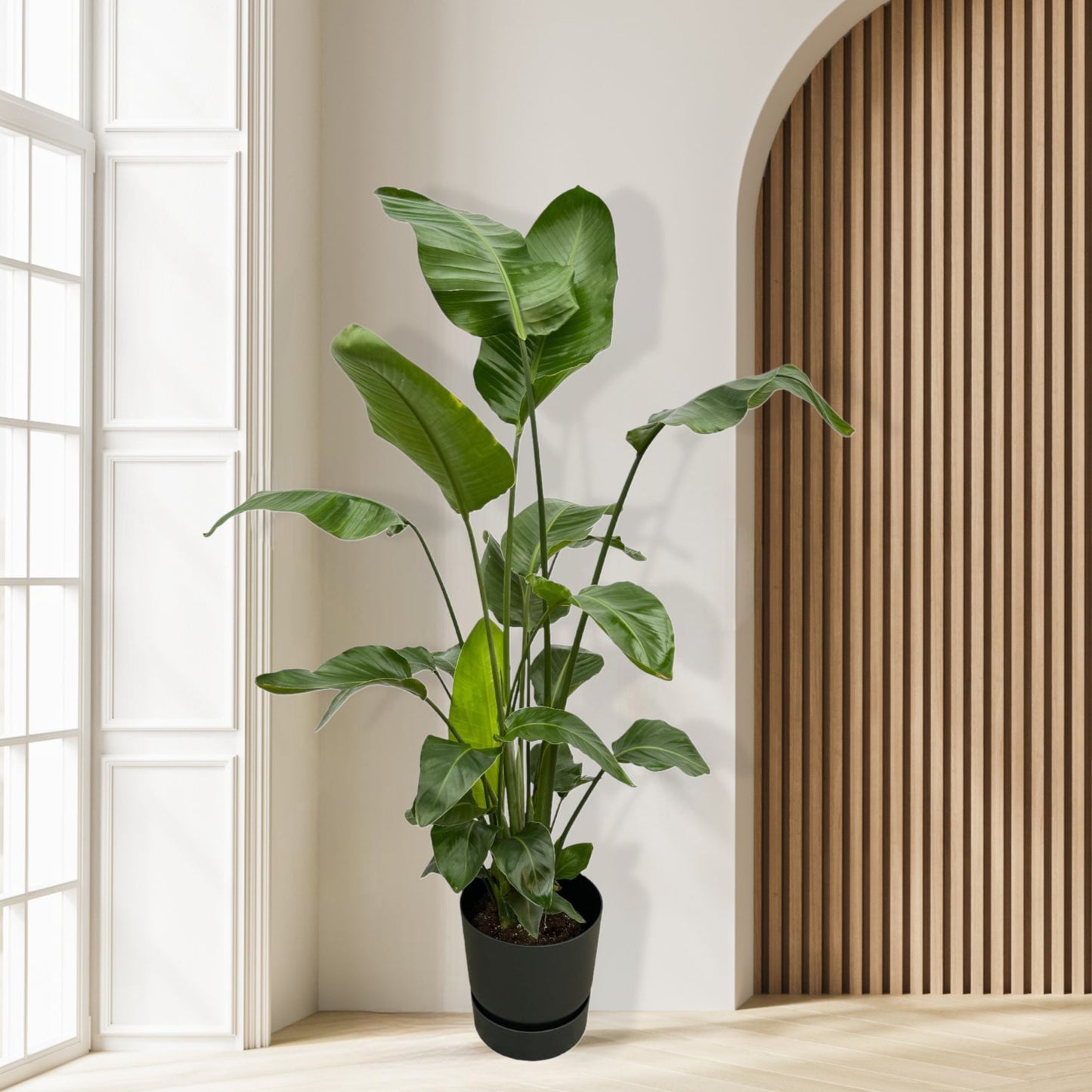 Combi deal - Strelitzia Nicolai inclusief Elho Greenville Pot - 160 cm