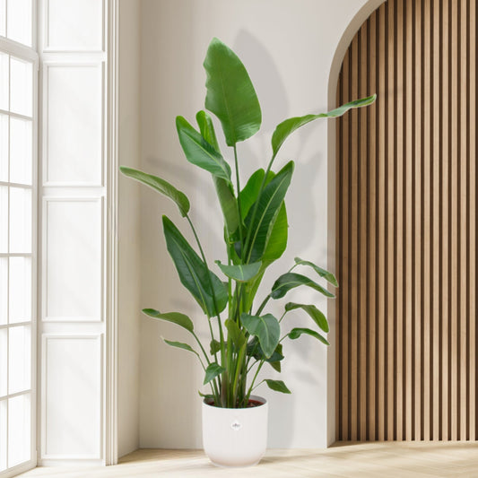 Combi deal - Strelitzia Nicolai inclusief Elho Vibes Pot - 180 cm
