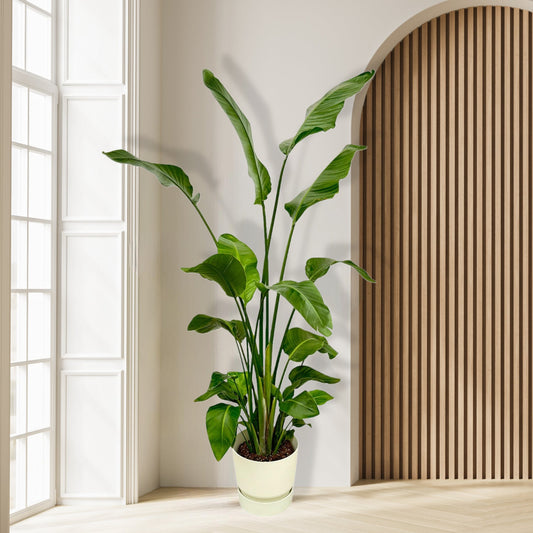 Strelitzia Nicolai inclusief elho Greenville Pot - 180 cm