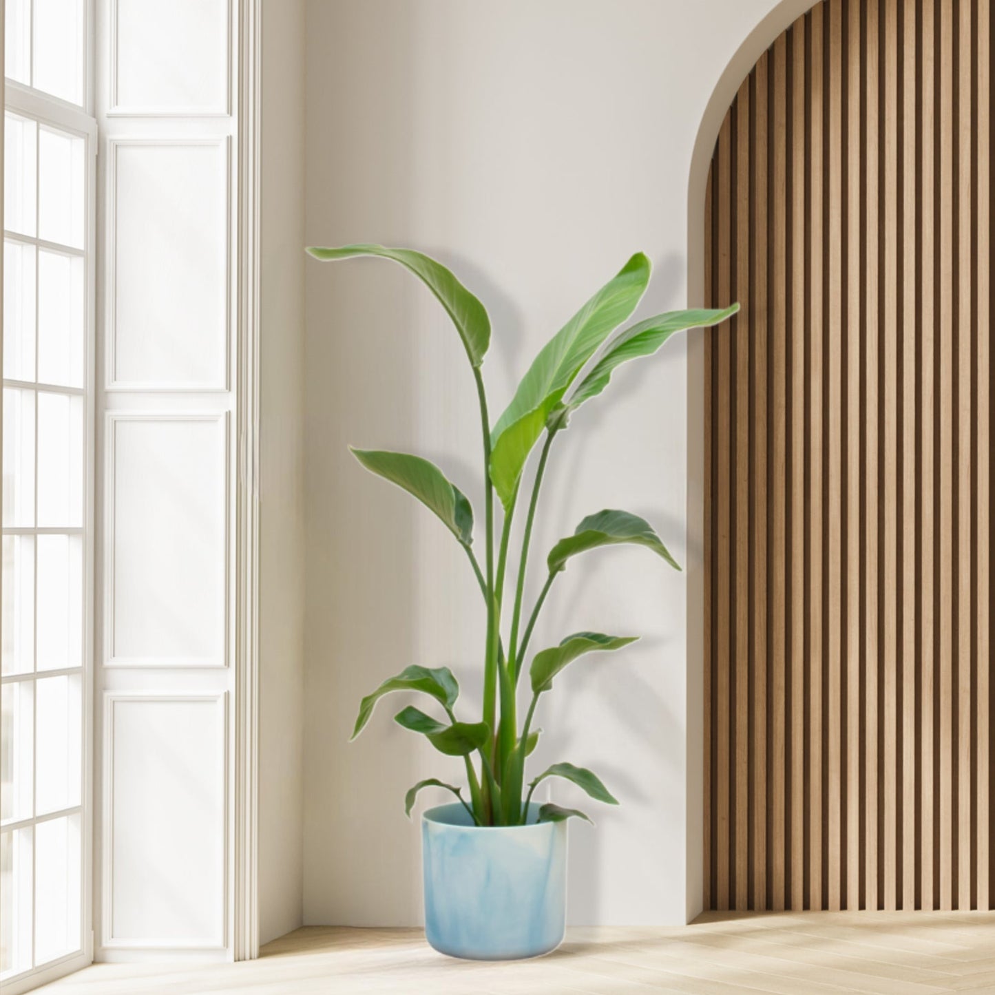 Combi deal - Strelitzia Nicolai inclusief Elho Ocean Round 120 cm