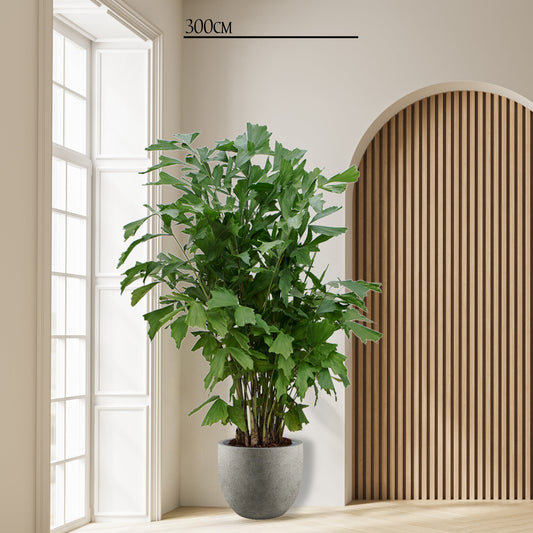 Caryota Mitis - 250 cm ø32