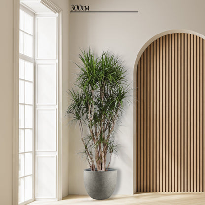 Dracaena Marginata vertakt - 220 cm - ø40