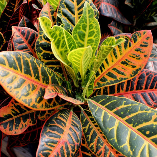 Croton Petra - Ø17cm - ↕55cm