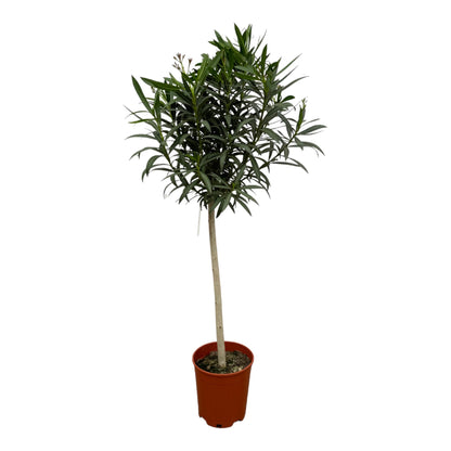 Nerium Oleander op stam met witte of rode bloem - 200cm