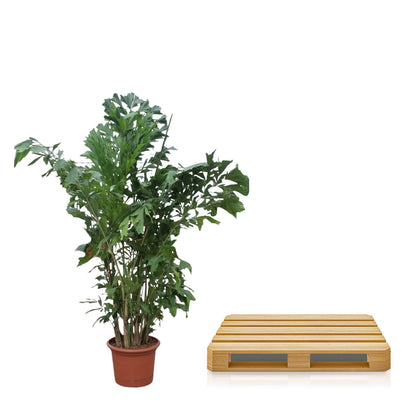 Caryota Mitis - 250 cm ø32