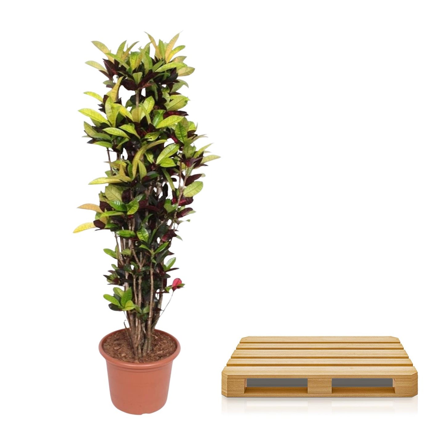 Croton_plant_Verzending