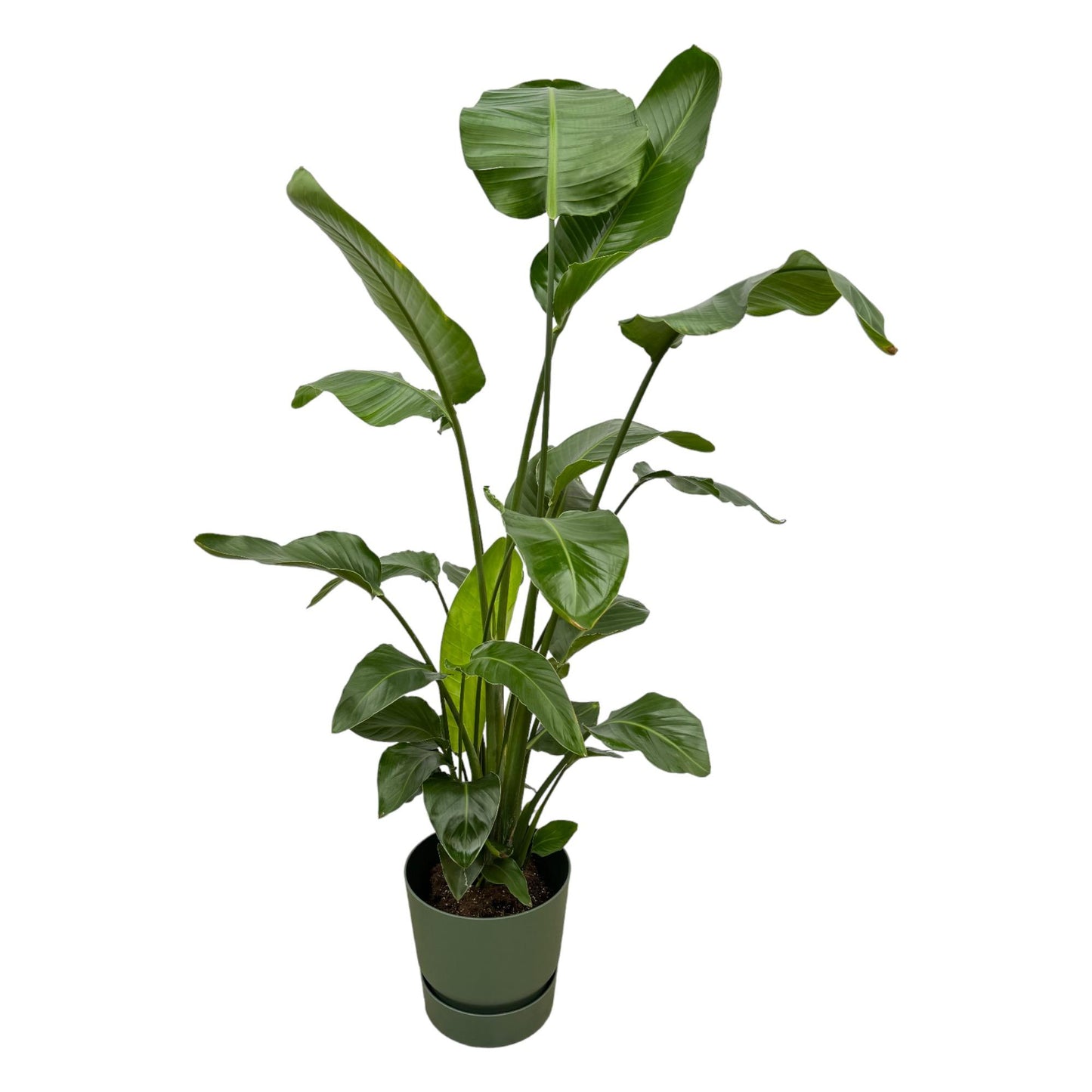 Combi deal - Strelitzia Nicolai inclusief Elho Greenville Pot - 160 cm