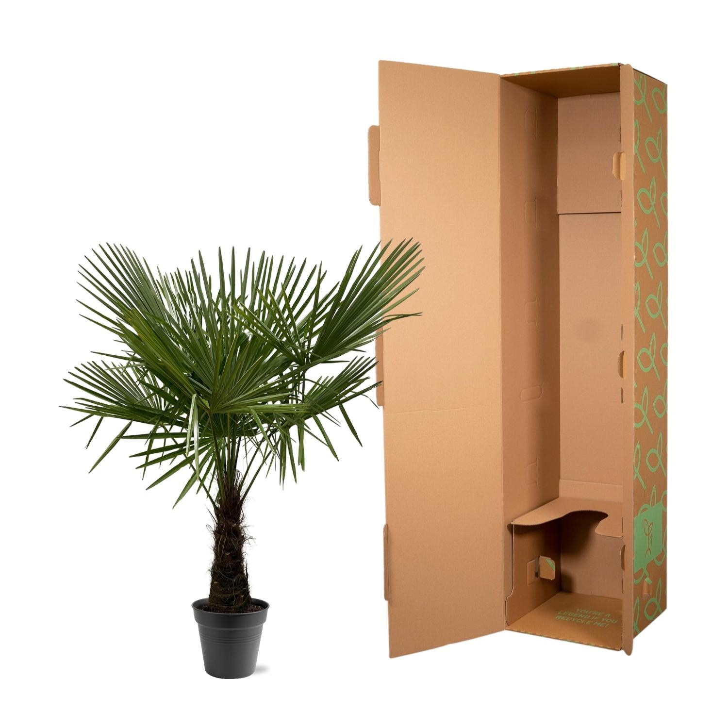 Trachycarpus Fortuneii - 160 tot 200 cm