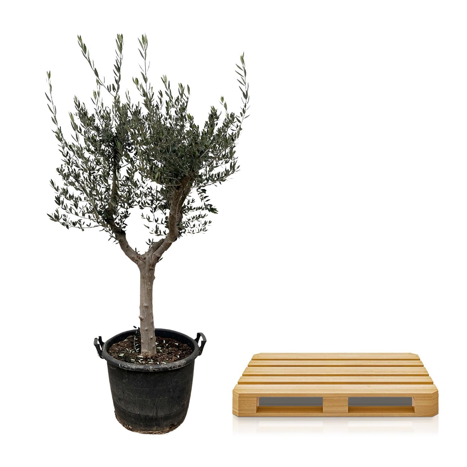 Olea Europaea Cultivo - 220cm- Ø40