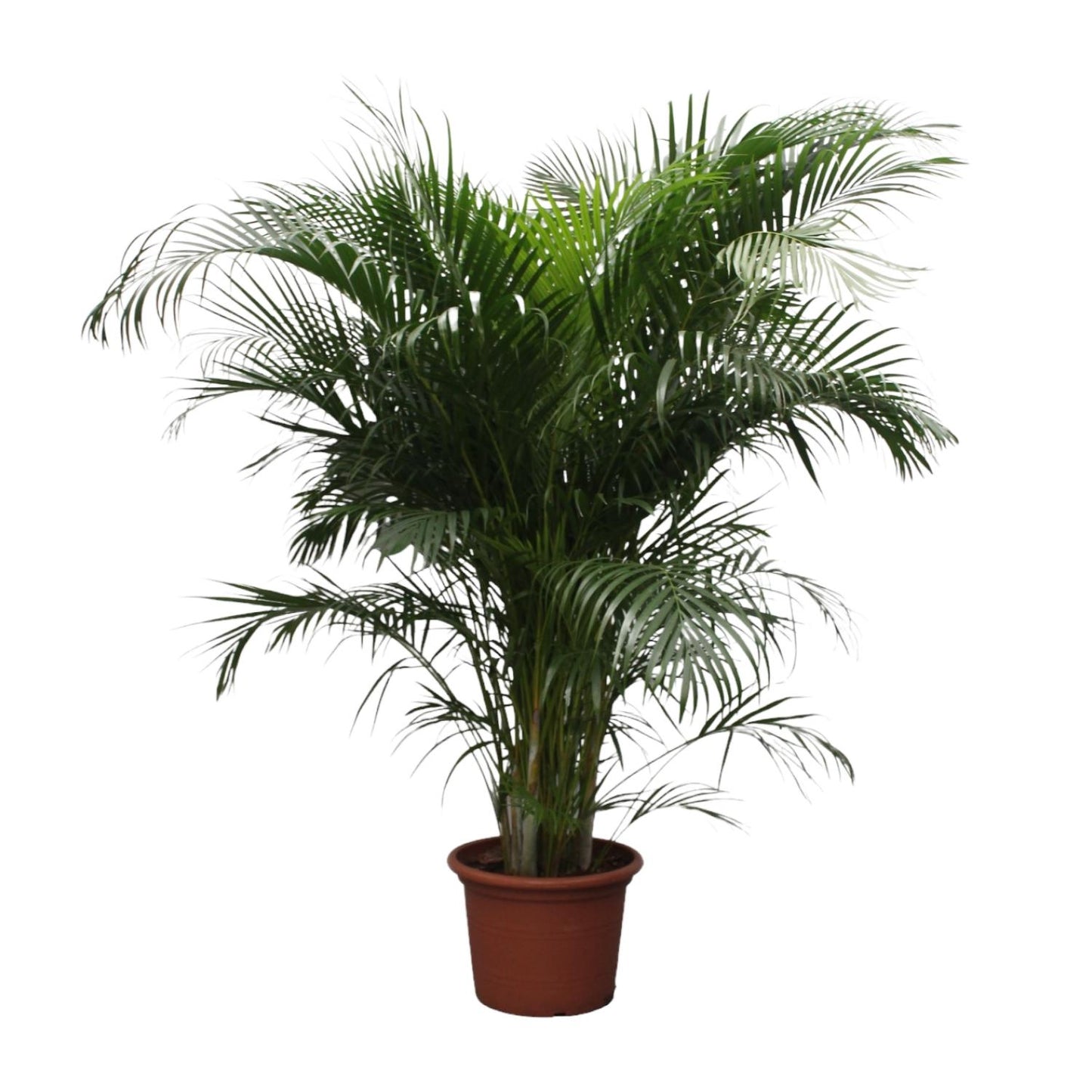 Areca palm - 150 tot 240 cm