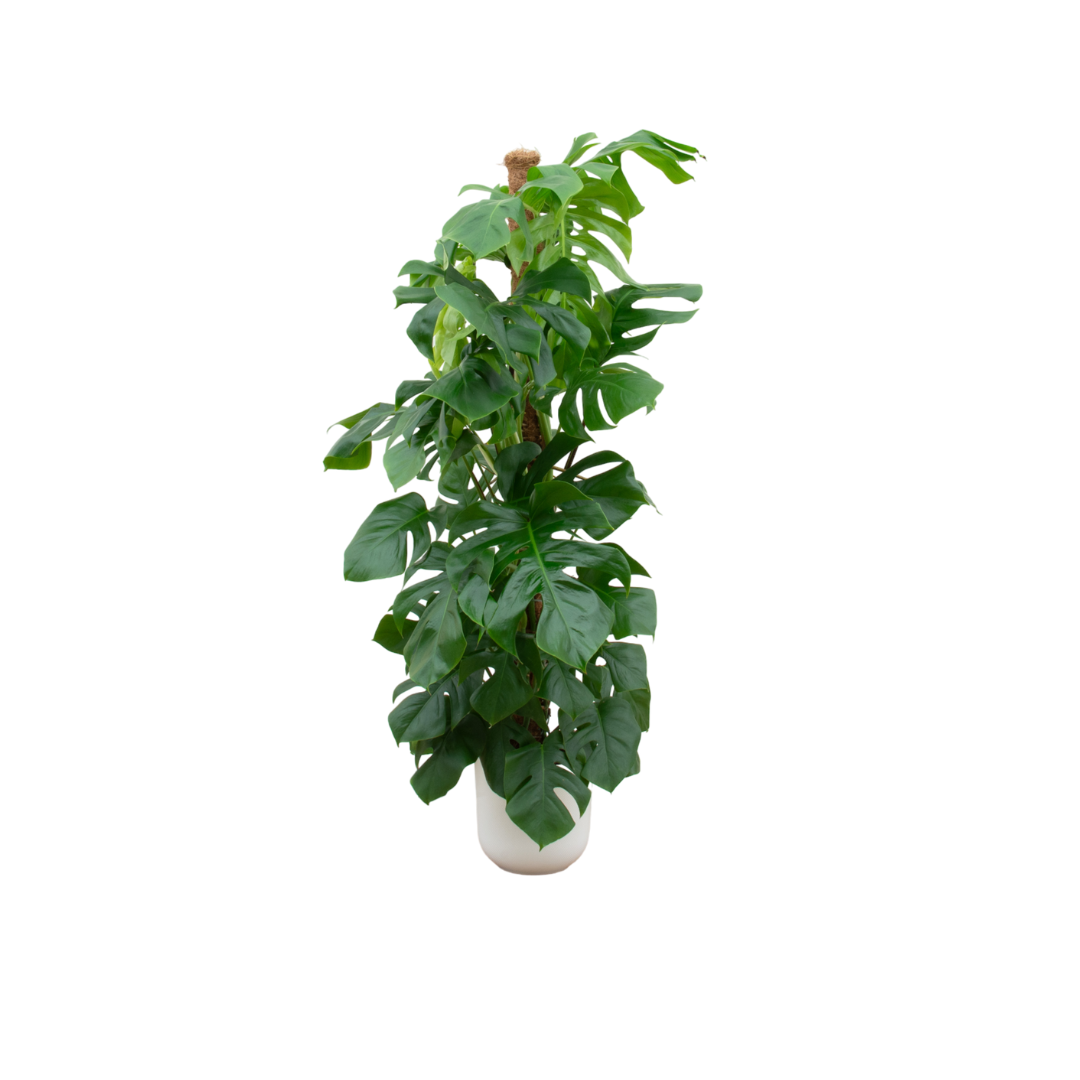 Combi deal - Monstera XL inclusief Elho Jazz Pot - 150cm