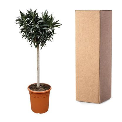 Nerium Oleander op stam met witte of rode bloem - 200cm