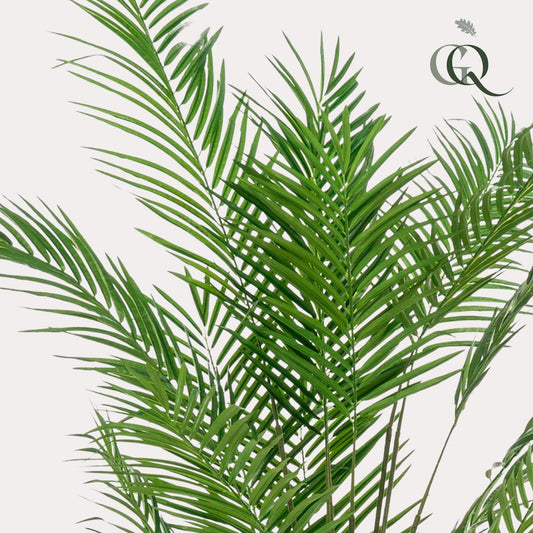 Kunstplant Areca Lutescens Goudpalm 180 - 240 cm