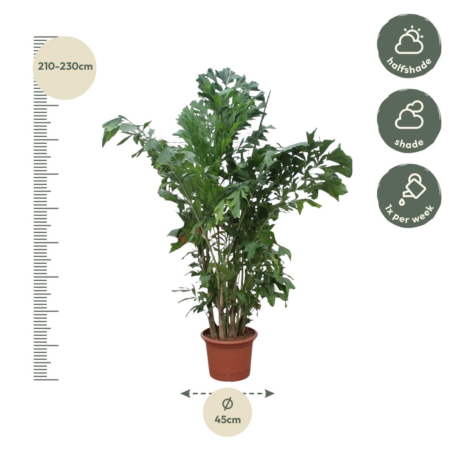 Caryota Mitis - 250 cm ø32