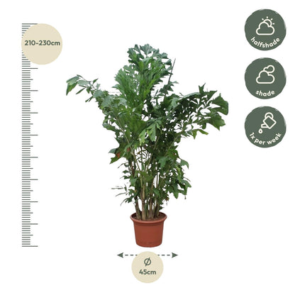 Caryota Mitis - 250 cm ø32