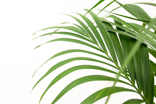 Kentia palm - 260cm tot 160cm