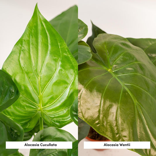 Planten Bundel | Alocasia Harmony - inclusief Mand