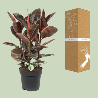 Ficus Elastica Belize - Ø27cm - ↕80cm