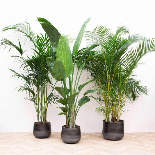 Voordeelpakket XXL - Urban Jungle