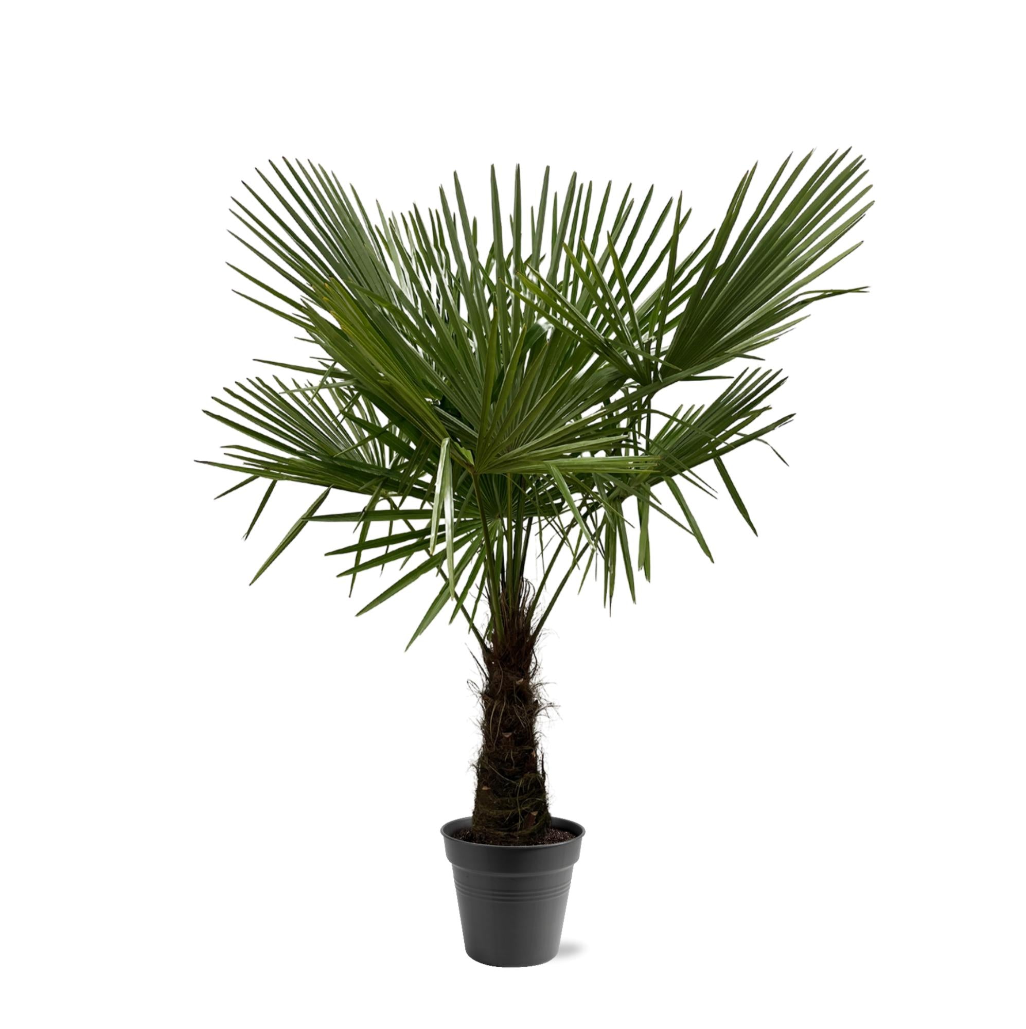 Trachycarpus Fortuneii - 160 tot 200 cm
