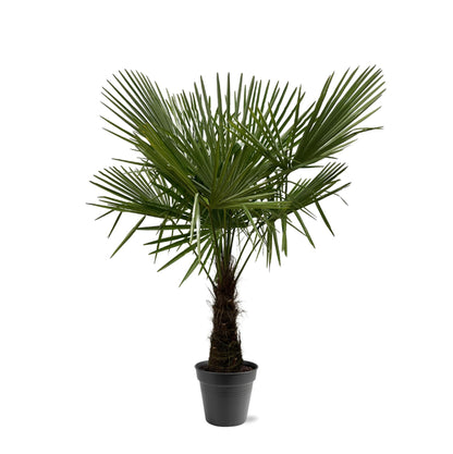 Trachycarpus Fortuneii - 160 tot 200 cm