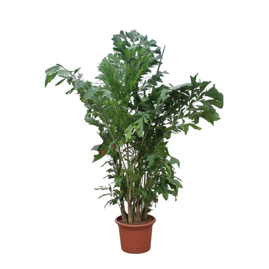 Caryota Mitis - 250 cm ø32