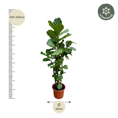 Ficus Lyrata vertakt XXXL 220cm tot 170cm