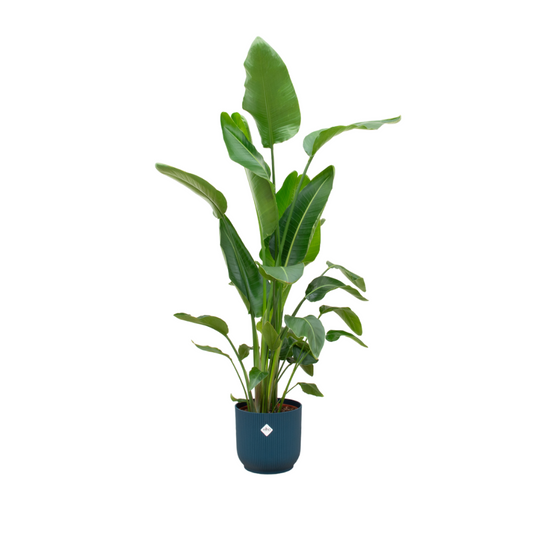 Combi deal - Strelitzia Nicolai inclusief Elho Vibes Pot - 180 cm
