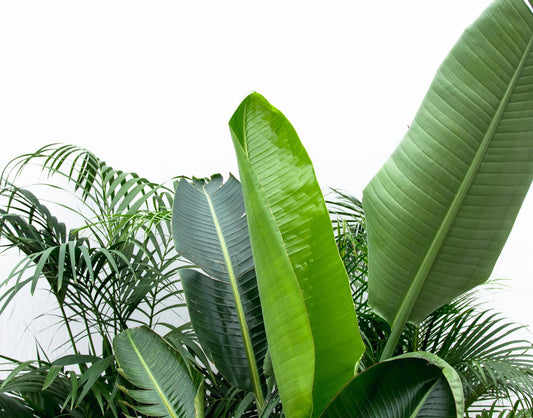 Voordeelpakket XXL - Urban Jungle