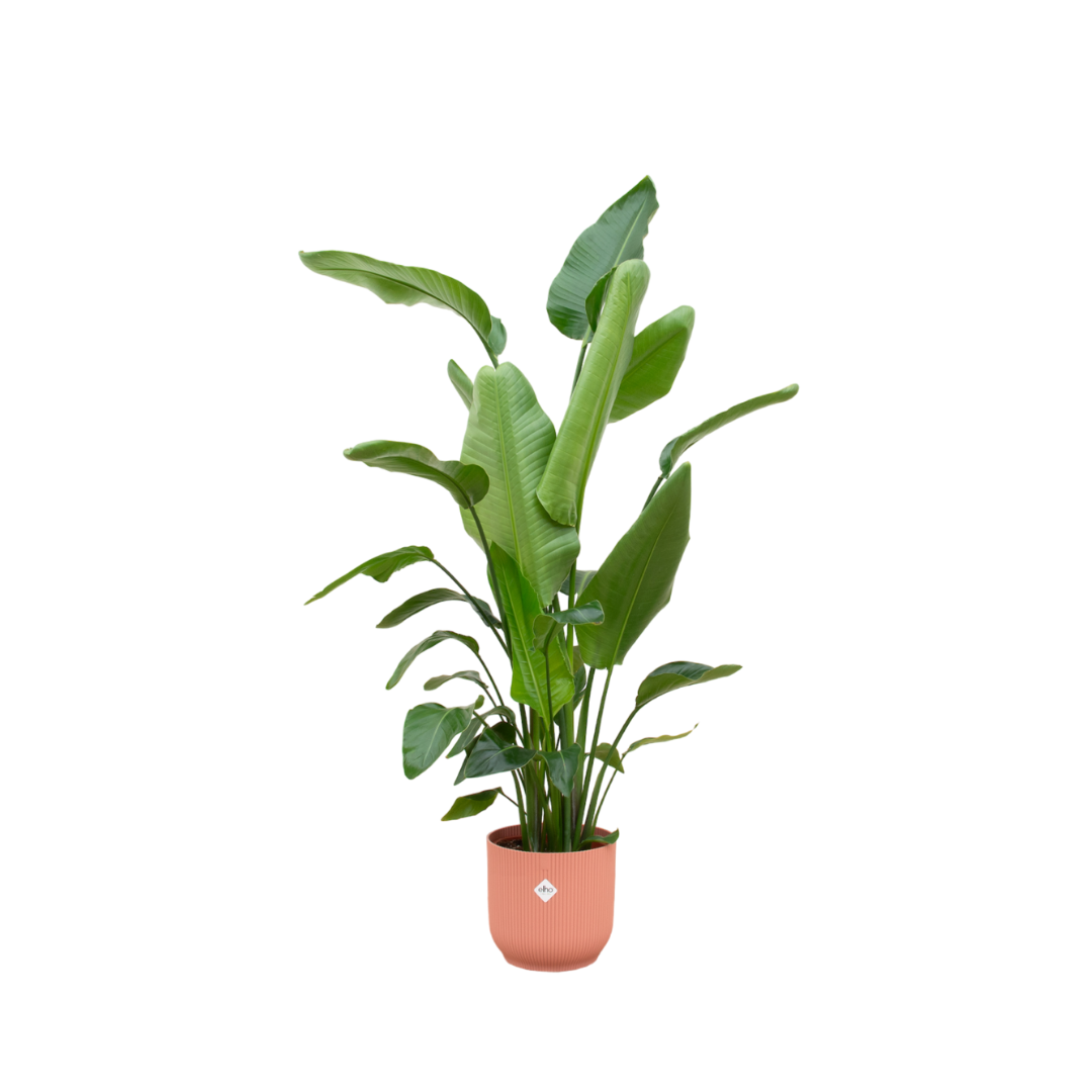 Combi deal - Strelitzia Nicolai inclusief Elho Vibes Pot 160 cm