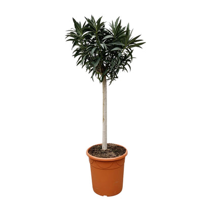 Nerium Oleander op stam met witte of rode bloem - 200cm