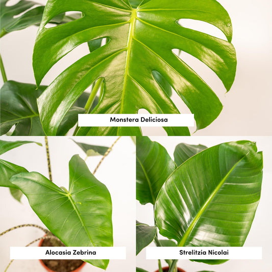 Planten Bundel | Tropique Trio