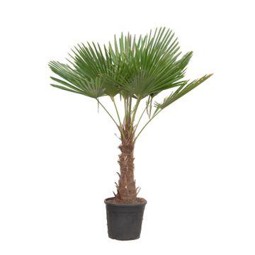 Trachycarpus Fortuneii - 160 tot 200 cm