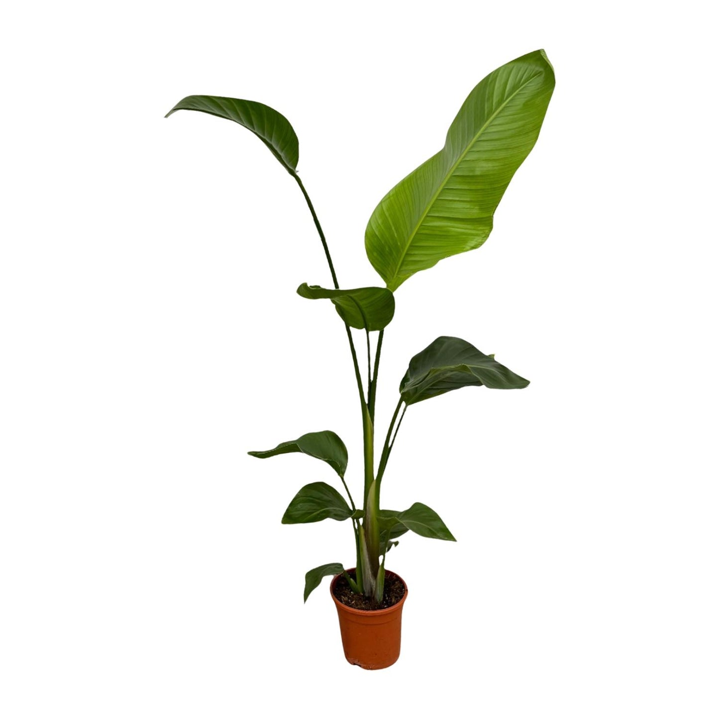 2x Strelitzia Nicolai - 100 tot 130 cm