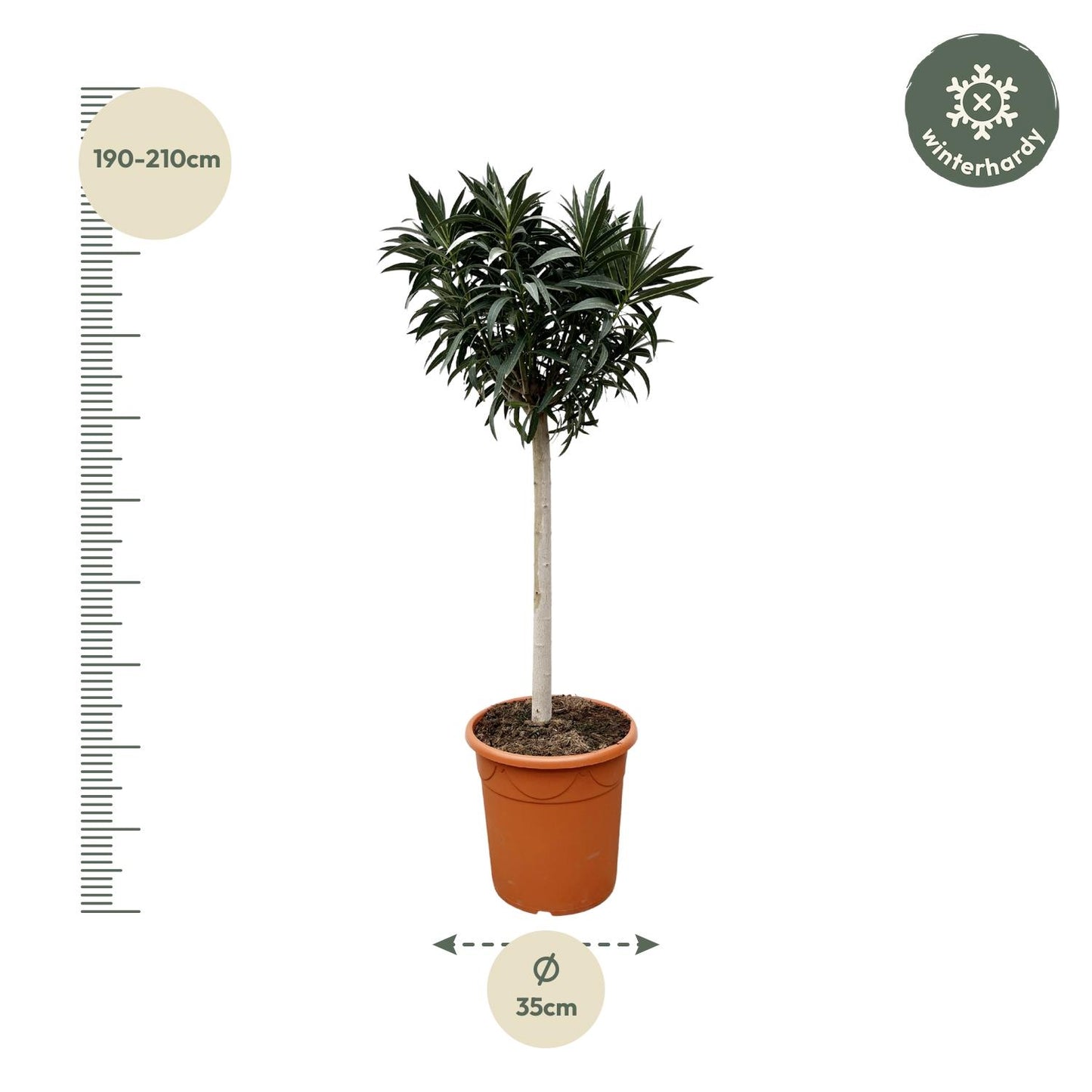 Nerium Oleander op stam met witte of rode bloem - 200cm