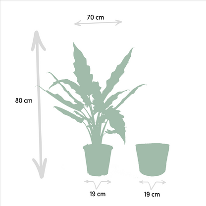 Planten Bundel | Exotic Escape - inclusief mand