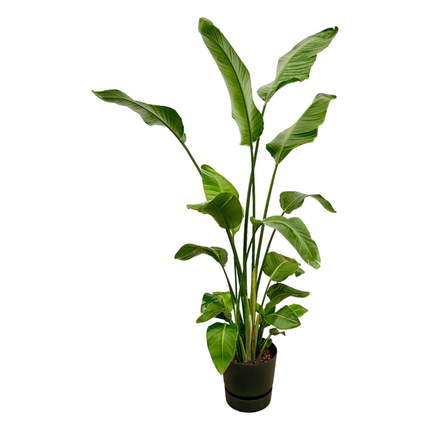 Strelitzia Nicolai inclusief elho Greenville Pot - 180 cm