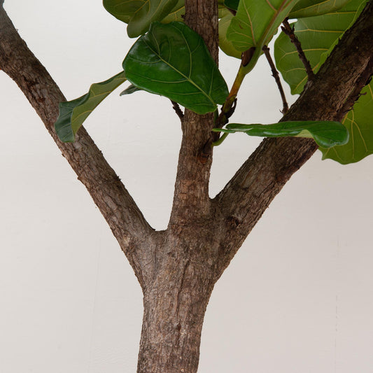 Ficus Lyrata boom XXXL - 270cm - ø45 cm
