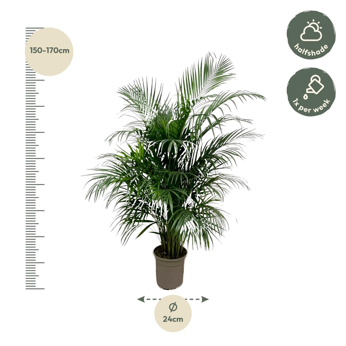 Areca palm - 150 tot 240 cm