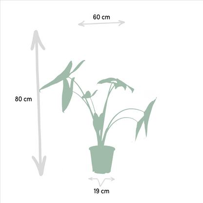 Planten Bundel | Tropique Trio