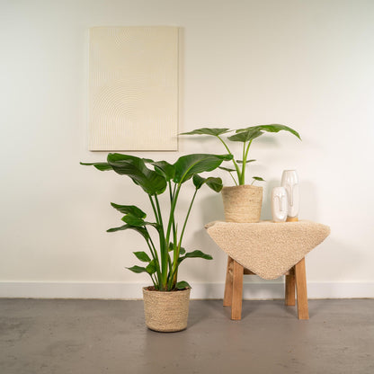 Planten Bundel | Jungle Harmony - inclusief Mand