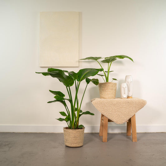 Planten Bundel | Jungle Harmony - inclusief Mand