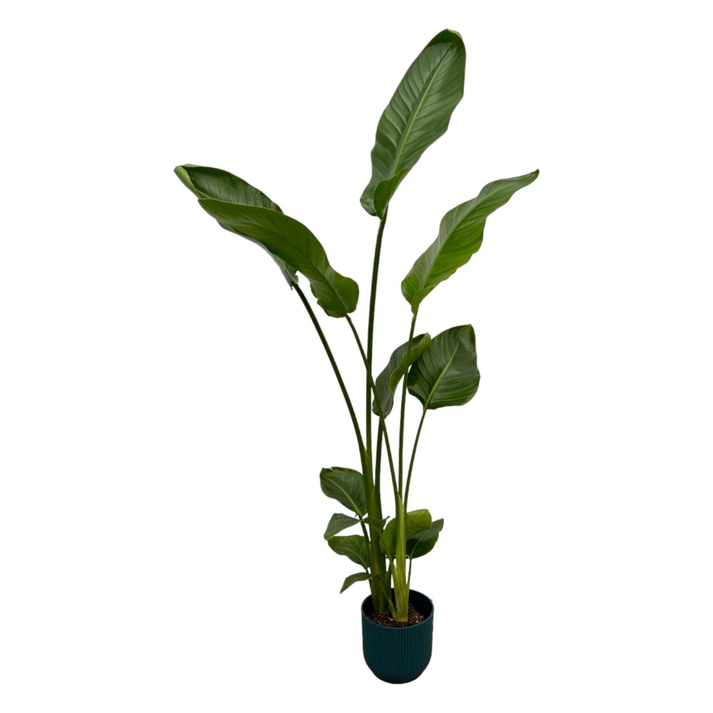 Strelitzia Nicolai inclusief elho Vibes Pot - 100 cm