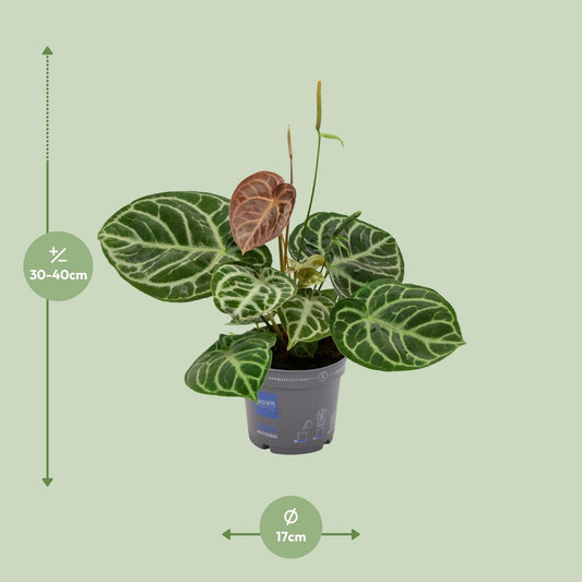 Anthurium Crystal Hybride - Ø17cm - ↕40cm