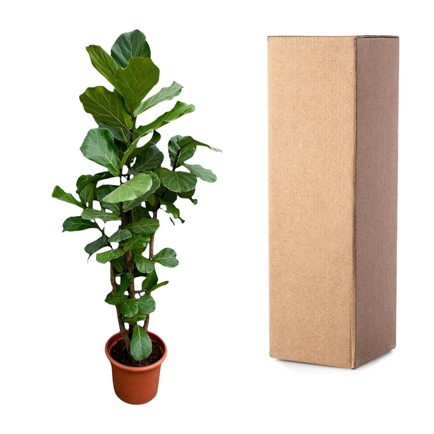 Ficus Lyrata vertakt XXXL 220cm tot 170cm
