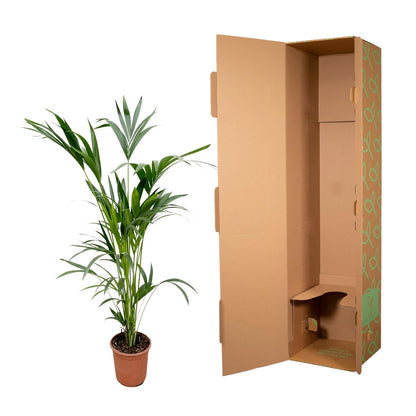 Kentia palm - 260cm tot 160cm