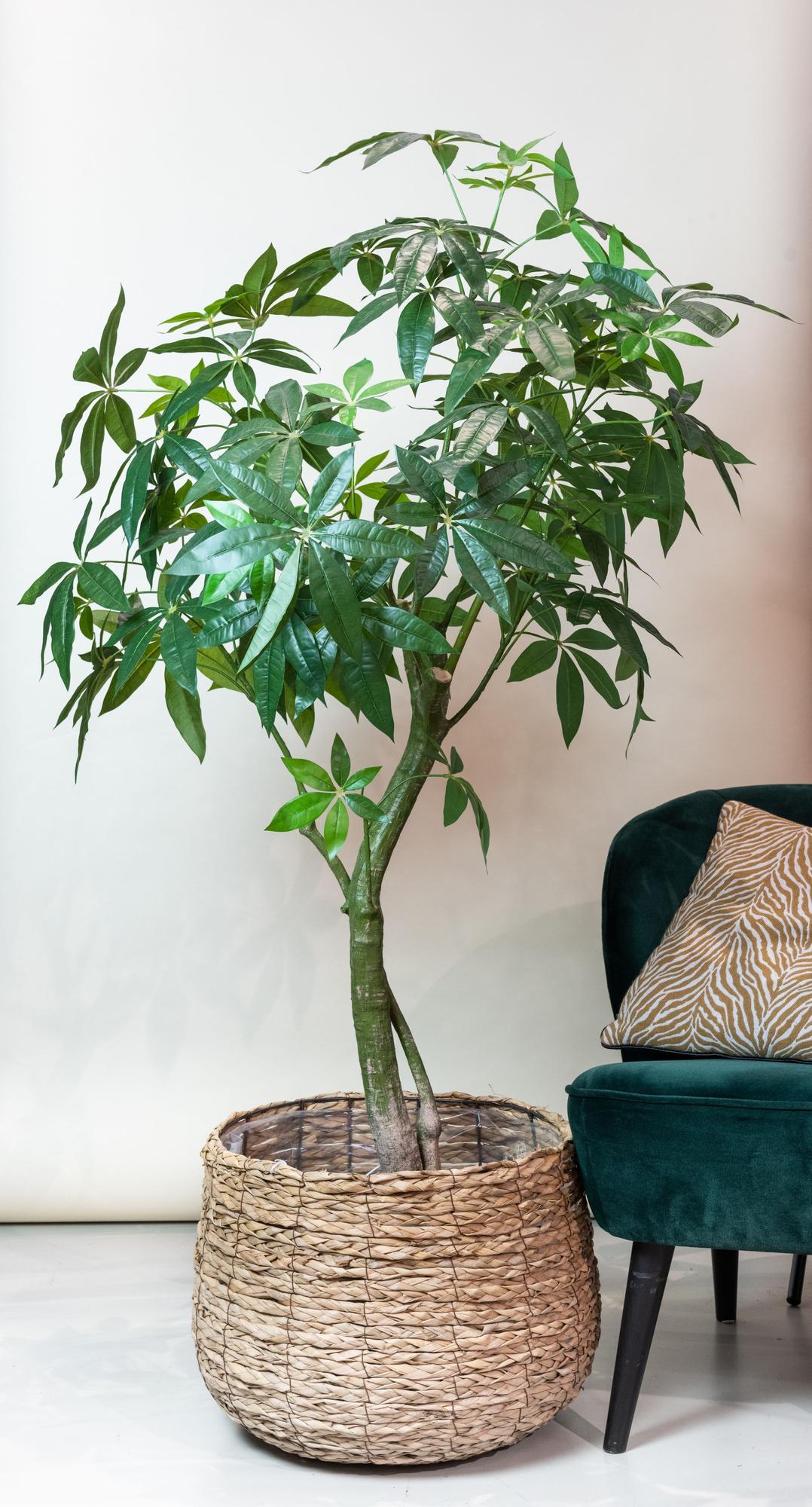 Kunstplant Pachira Aquatica Geldboom 180 cm